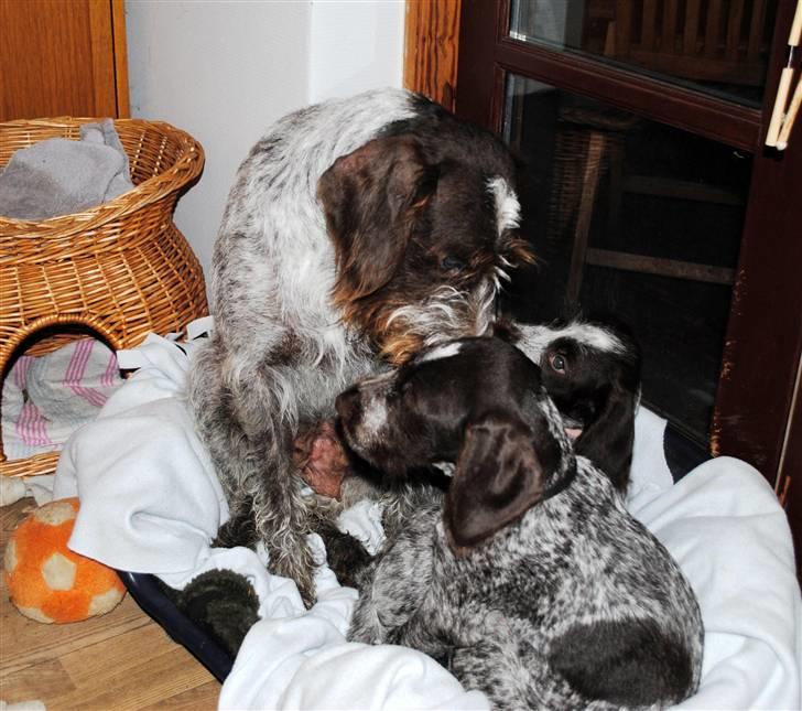 Ruhåret hønsehund Gaia ( SOLGT) - Sidste billeder af Gaia sammen med Mika og mor Tina. Inden hun blev solgt. billede 20