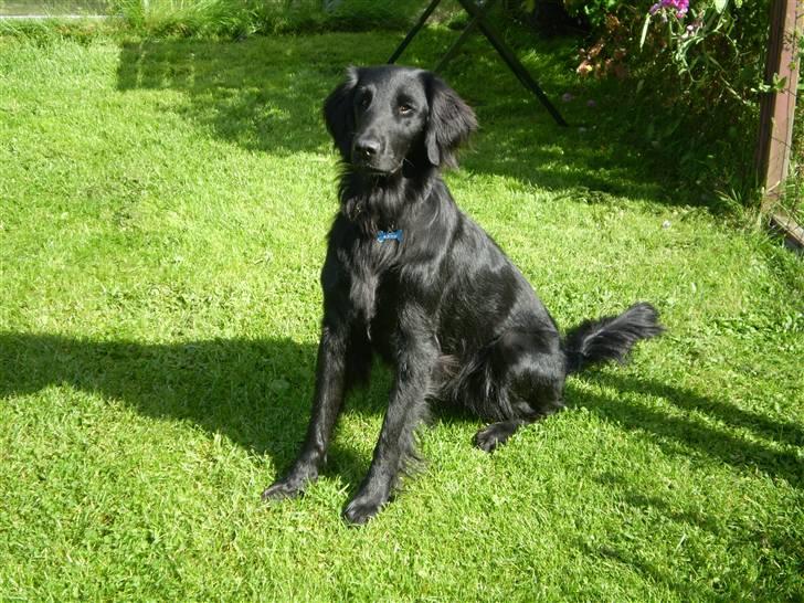 Flat coated retriever Kaya billede 11