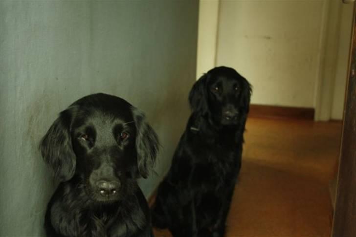 Flat coated retriever Kaya billede 12