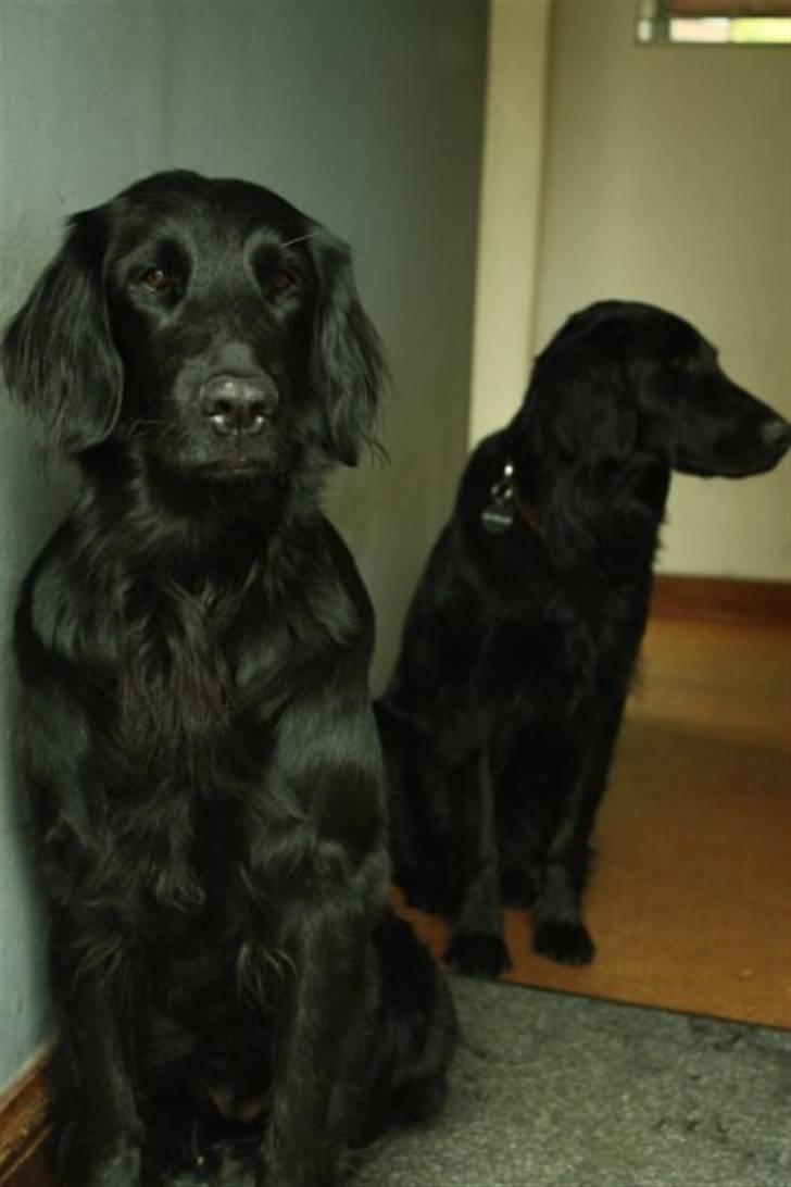 Flat coated retriever Kaya billede 13