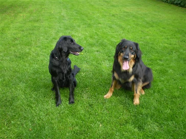 Flat coated retriever Kaya billede 14