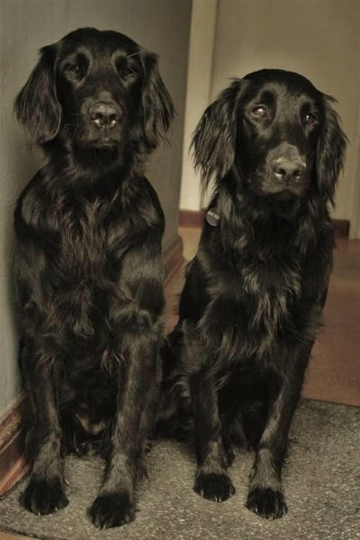 Flat coated retriever Kaya billede 15