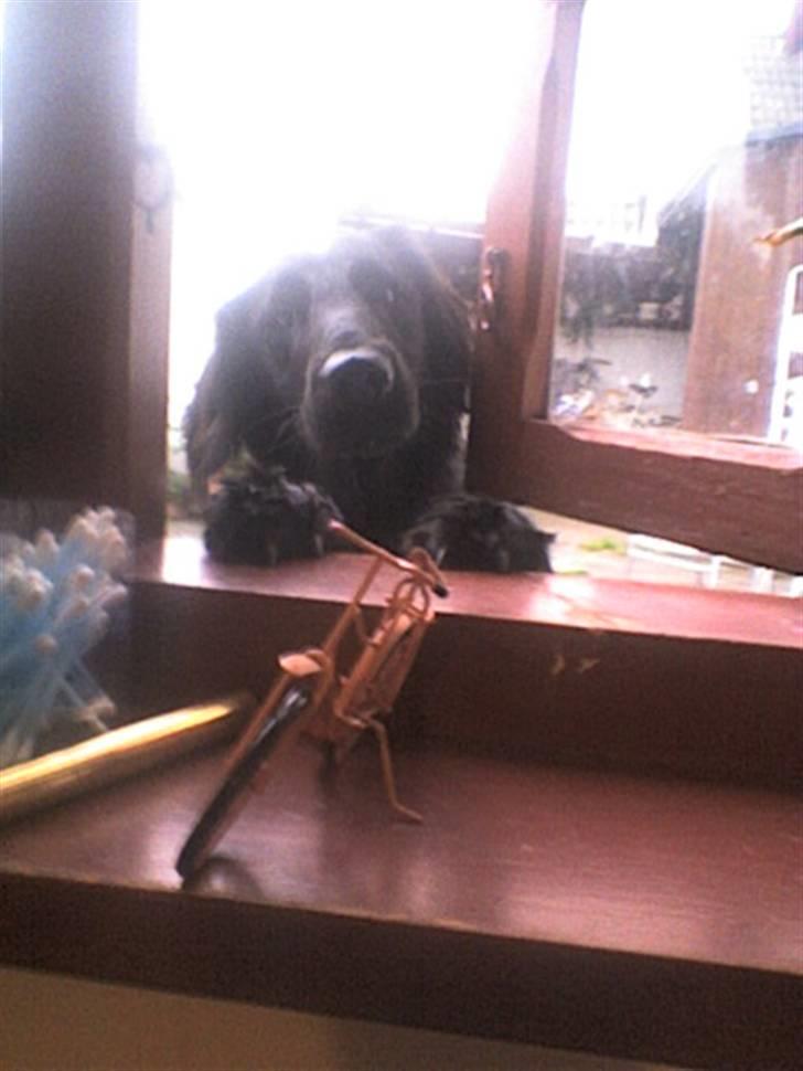 Flat coated retriever Kaya billede 16