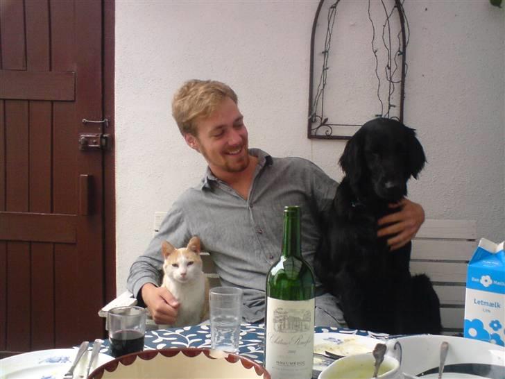 Flat coated retriever Kaya billede 17