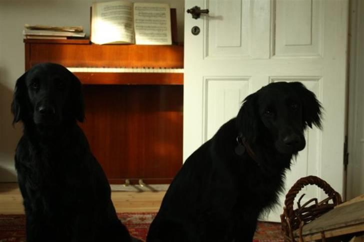 Flat coated retriever Kaya billede 18