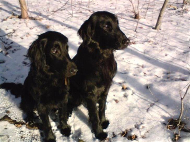 Flat coated retriever Kaya billede 19