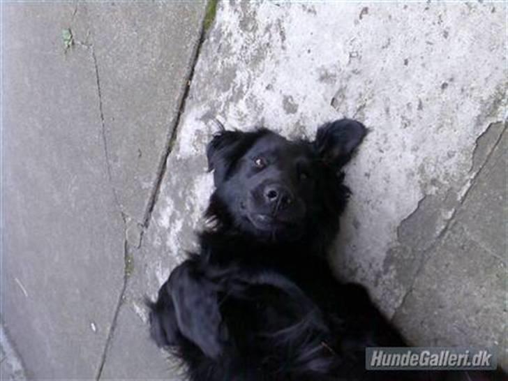 Flat coated retriever Kaya billede 20