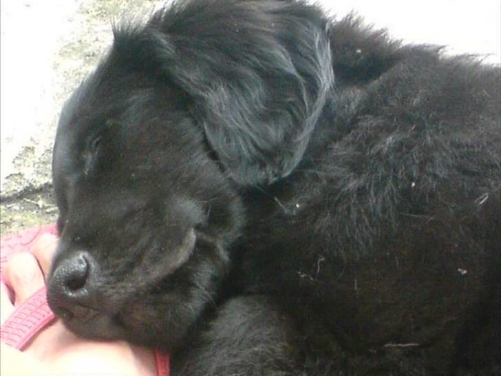 Flat coated retriever Nanna billede 2