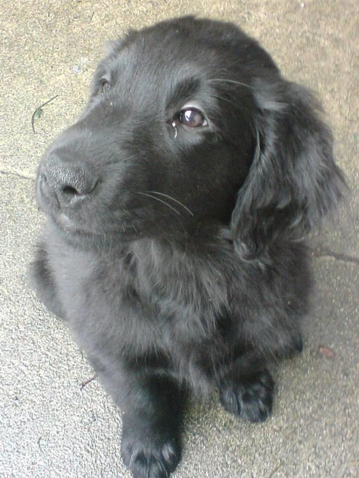 Flat coated retriever Nanna billede 3