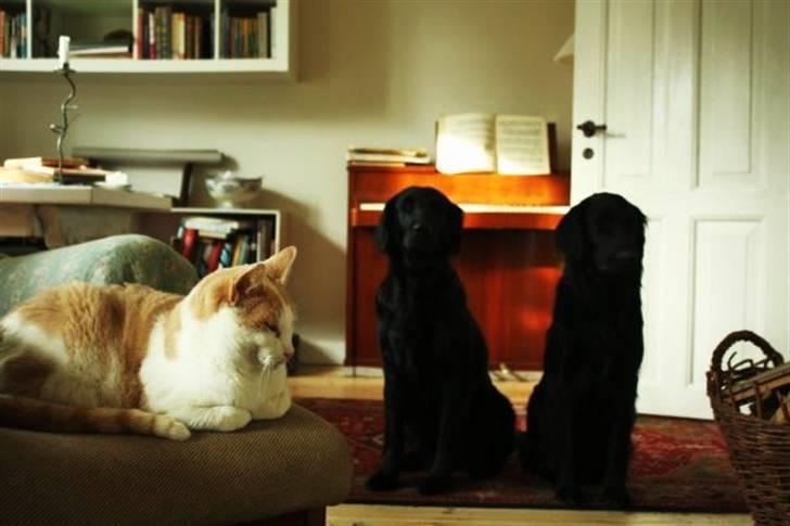 Flat coated retriever Nanna billede 5