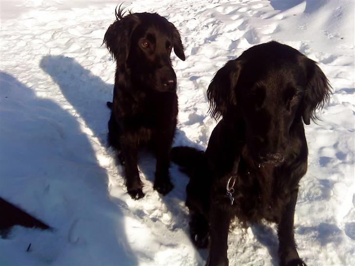 Flat coated retriever Nanna billede 6