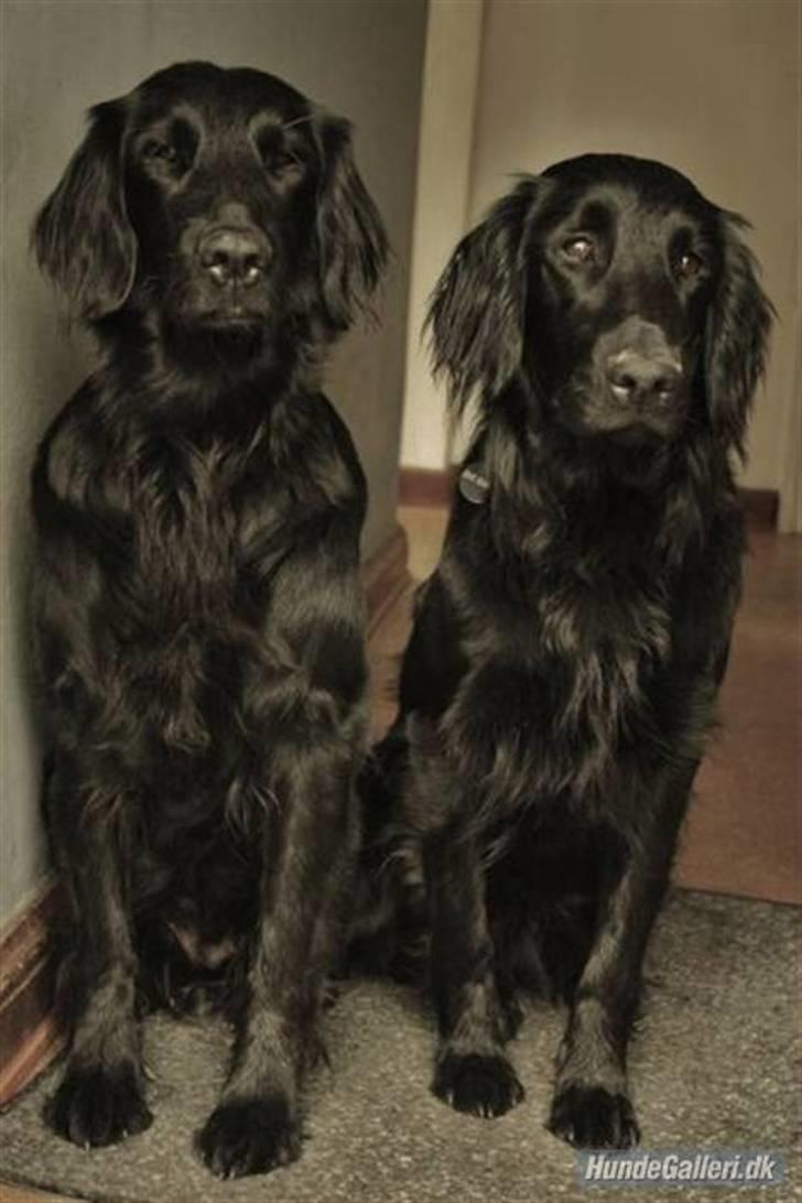 Flat coated retriever Nanna billede 7