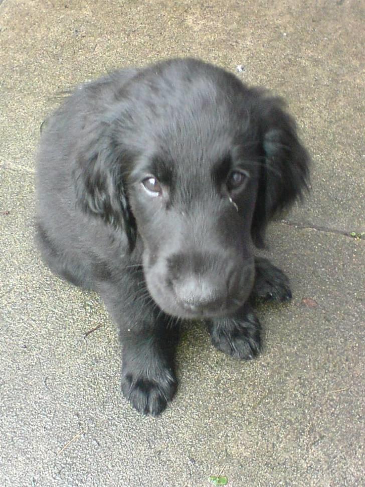 Flat coated retriever Nanna billede 9