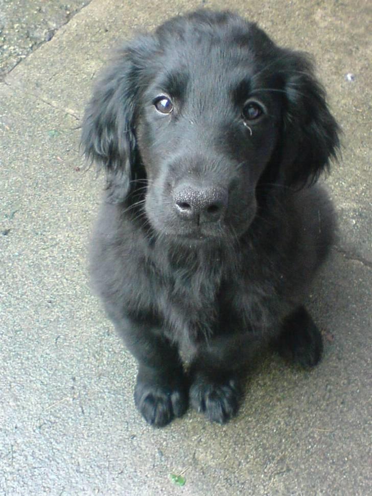 Flat coated retriever Nanna billede 10