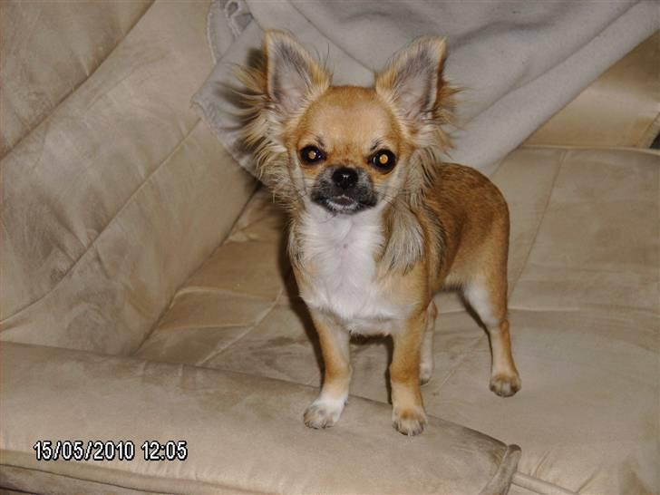 Chihuahua Medina billede 7