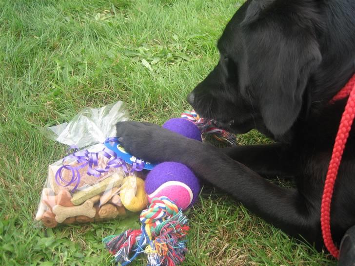 Labrador retriever mille - min premie billede 2