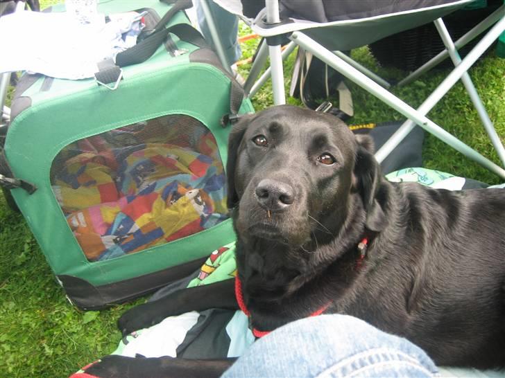 Labrador retriever mille - jeg er barer træt billede 3