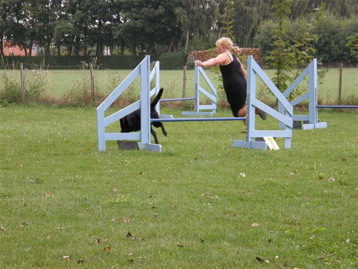 Labrador retriever mille - jeg er for hurtig for kameraet billede 4