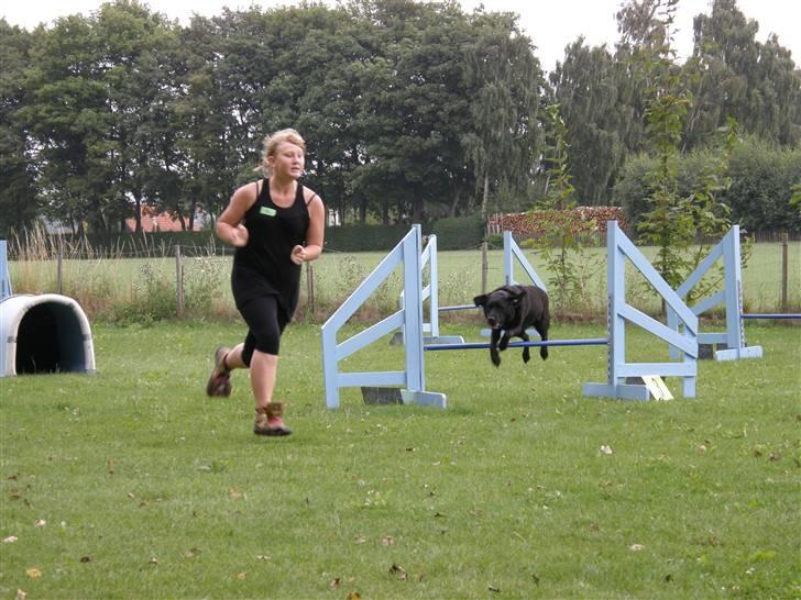 Labrador retriever mille - I belive I can fly billede 5