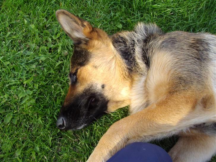 Schæferhund Leika billede 9