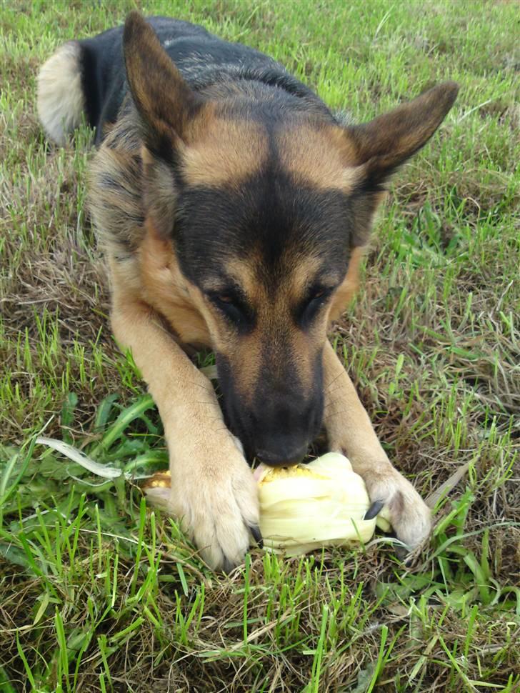 Schæferhund Leika billede 10