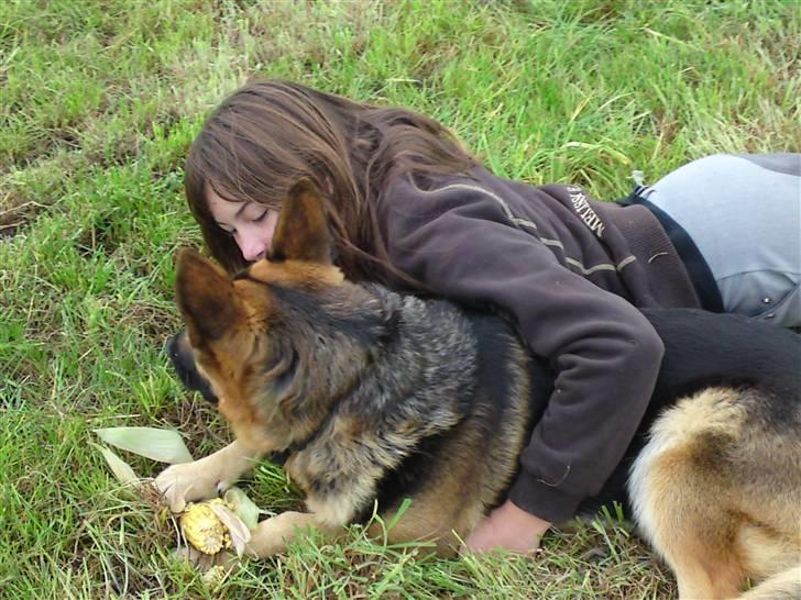 Schæferhund Leika billede 11