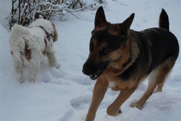 Schæferhund Leika billede 12