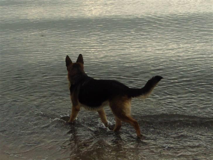 Schæferhund Leika billede 13