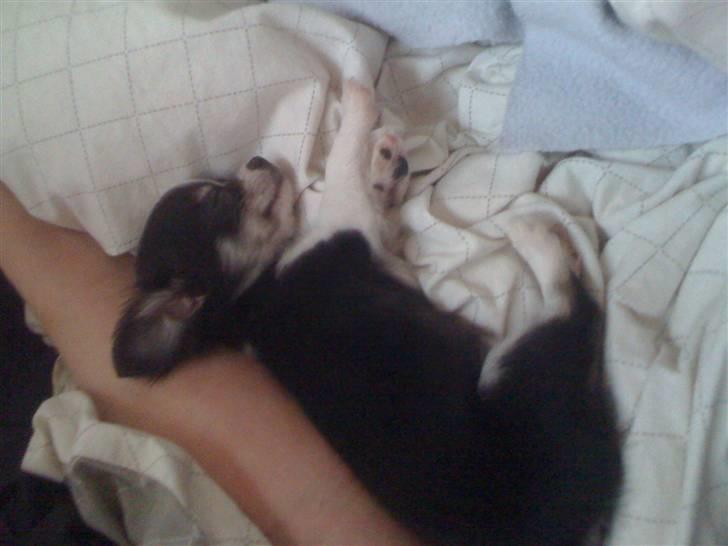 Chihuahua Coco Casanova billede 3