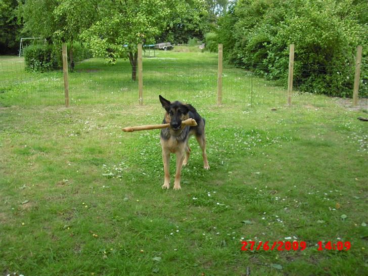 Schæferhund Cimba billede 2