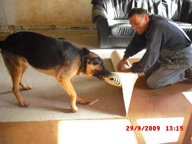 Schæferhund Cimba - Vil gerne hjælpe med at fjerne gulvtæppet.. billede 3