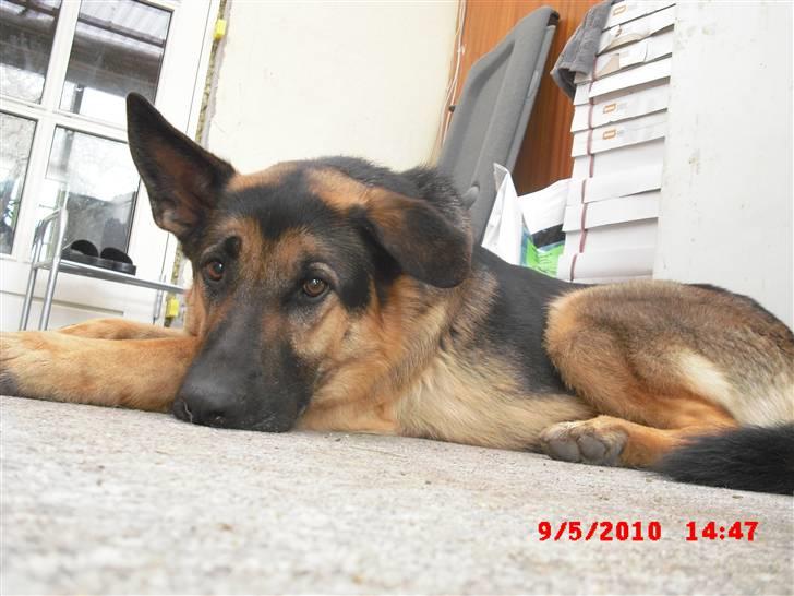 Schæferhund Cimba billede 4