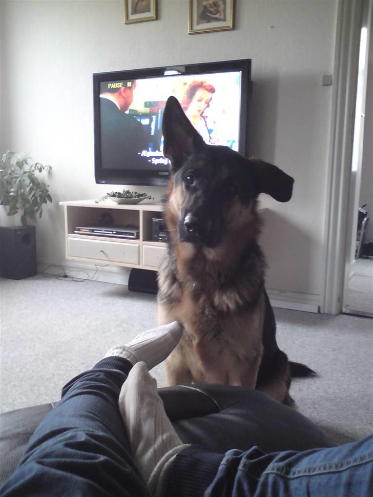 Schæferhund Cimba billede 5