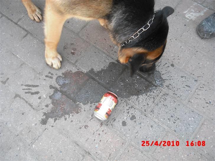 Schæferhund Cimba - Cimba fik fat i en Somersby.. billede 6