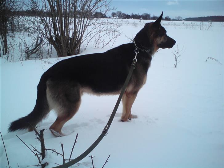 Schæferhund Cimba billede 7