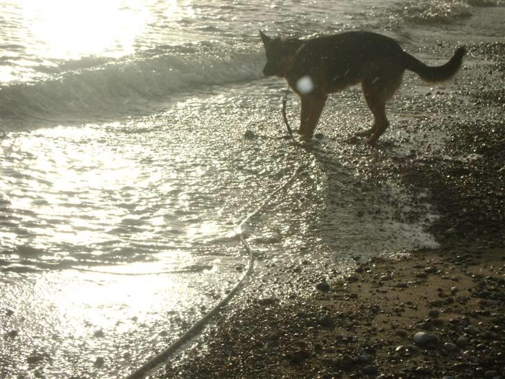 Schæferhund Cimba billede 8