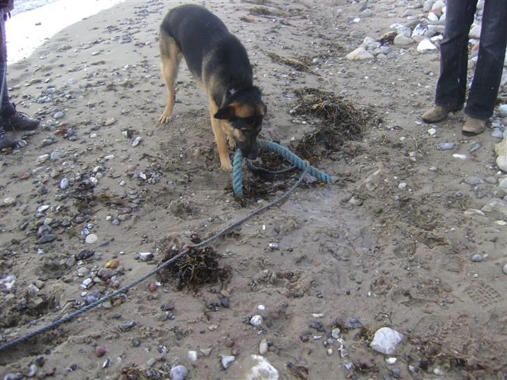 Schæferhund Cimba billede 9