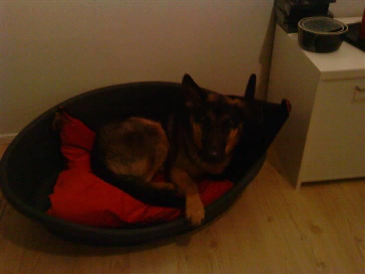 Schæferhund Cimba - Ikke lang tid efter vik fik ham.. billede 10