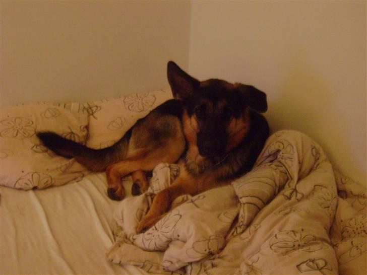Schæferhund Cimba - Så fik han sneget sig op i sengen ;)  billede 11