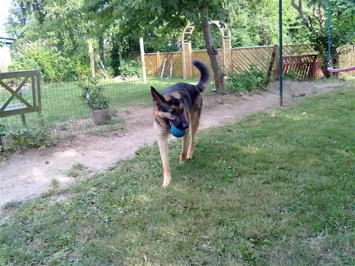 Schæferhund Cimba billede 12