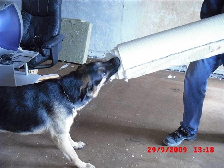 Schæferhund Cimba billede 13