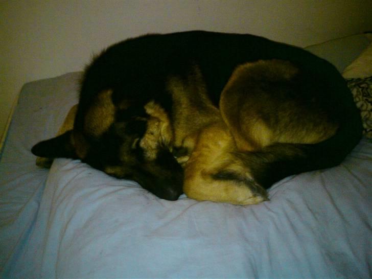 Schæferhund Cimba billede 14