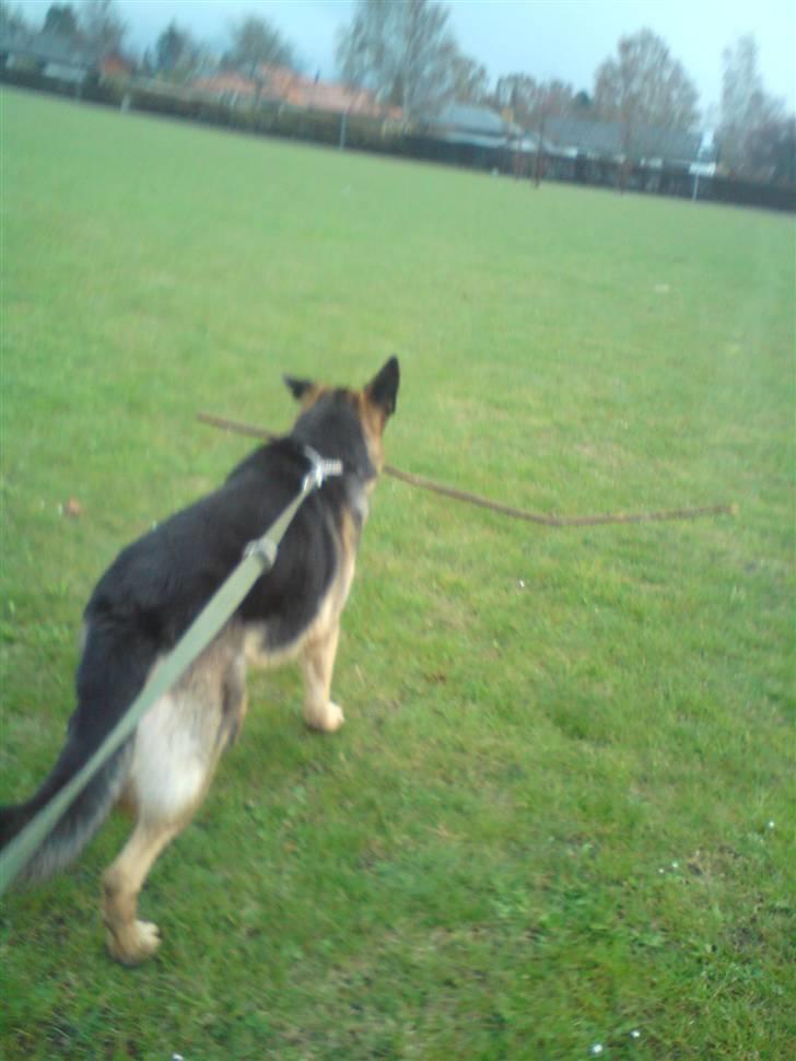 Schæferhund Cimba billede 15