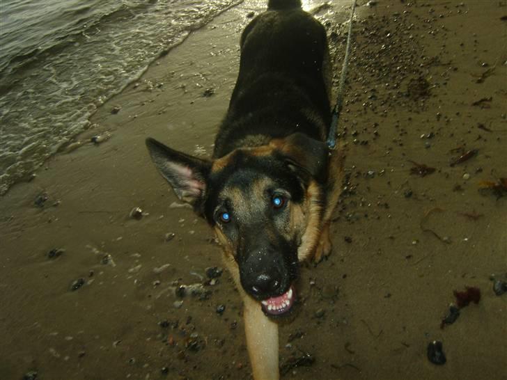 Schæferhund Cimba billede 16