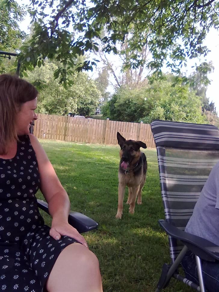 Schæferhund Cimba billede 17