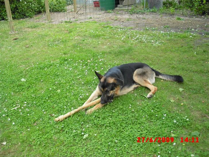 Schæferhund Cimba billede 18