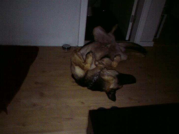 Schæferhund Cimba billede 19