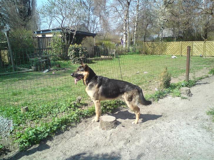 Schæferhund Cimba billede 20