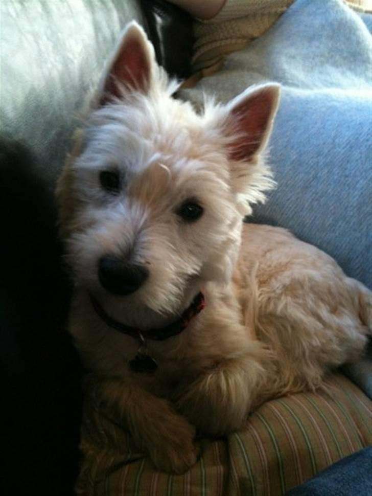West highland white terrier Liva - Velkommen til min profil :) Pas på jeg ikke stjæler dit hjerte :P billede 1