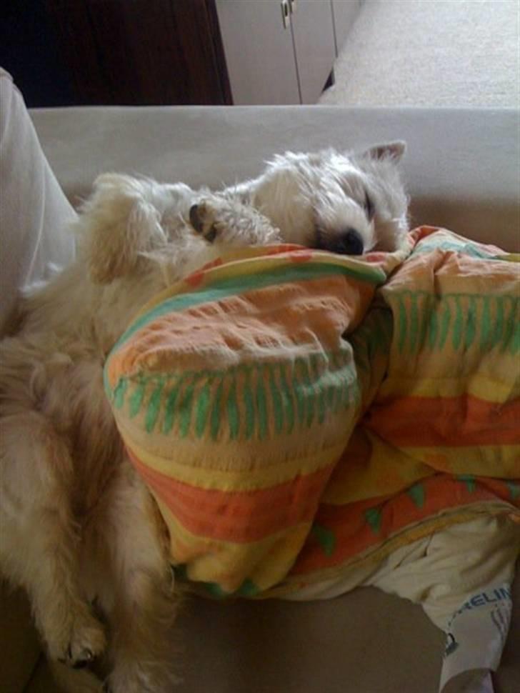 West highland white terrier Liva - Liva slænger sig i sofaen :) billede 2